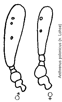 anthrenus_polonicus_f.gif