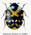 anthrenus_verbasci_hab.gif