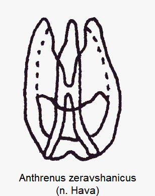 anthrenus_zeravshanicus.gif