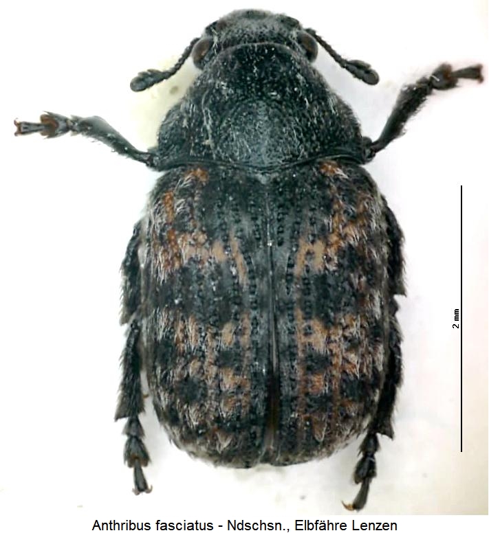 anthribus_fasciatus_hab.jpg