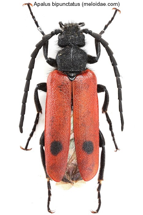 apalus_bipunctatus.jpg