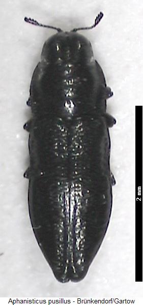 aphanisticus_pusillus_hab.jpg