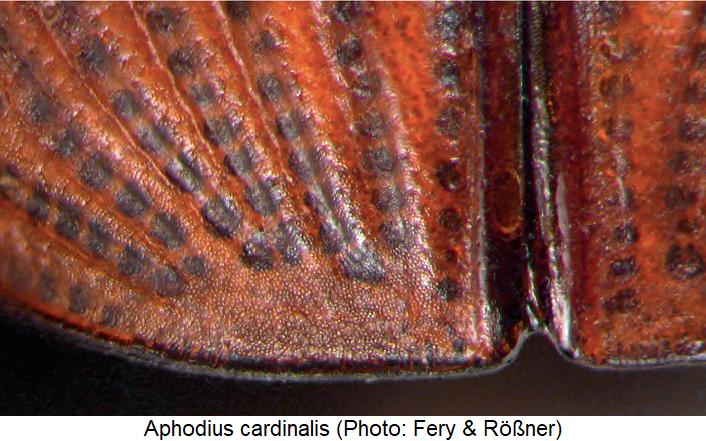 aphodius_cardinalis_fld.jpg