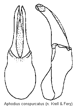 aphodius_conspurcatus.gif