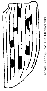 aphodius_conspurcatus_fld.gif