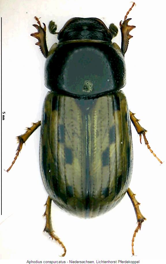 aphodius_conspurcatus_hab.jpg