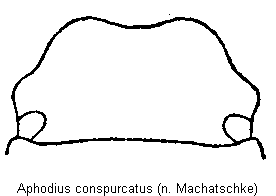 aphodius_conspurcatus_k.gif