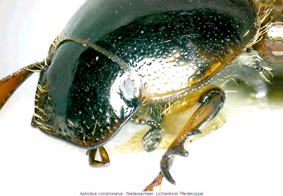 aphodius_contaminatus_k.jpg
