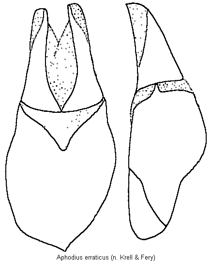 aphodius_erraticus.gif