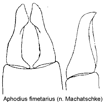 aphodius_fimetarius.gif