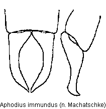 aphodius_immundus.gif