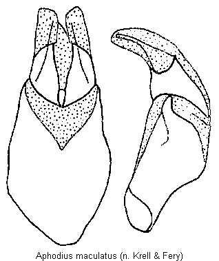 aphodius_maculatus.gif