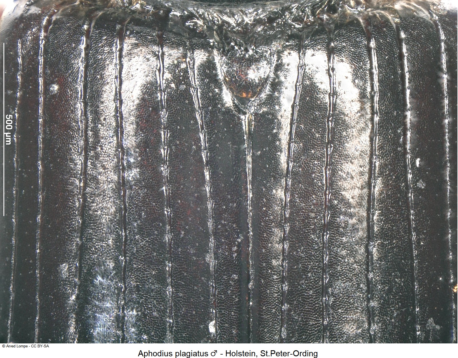 aphodius_plagiatus_m_ck10607_fld.jpg