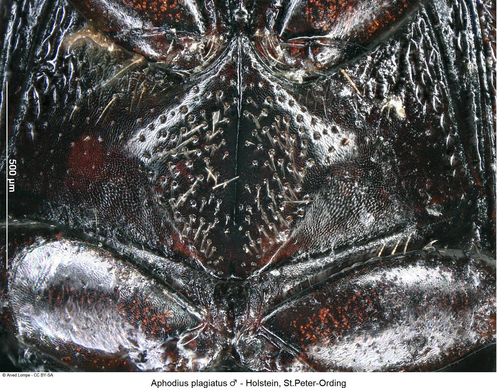 aphodius_plagiatus_m_ck10607_hbr.jpg