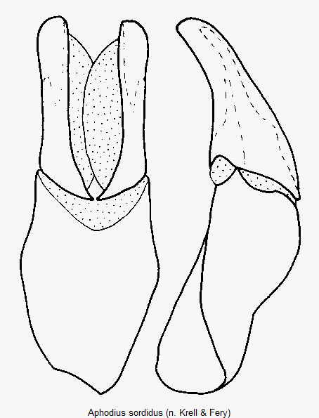 aphodius_sordidus.gif