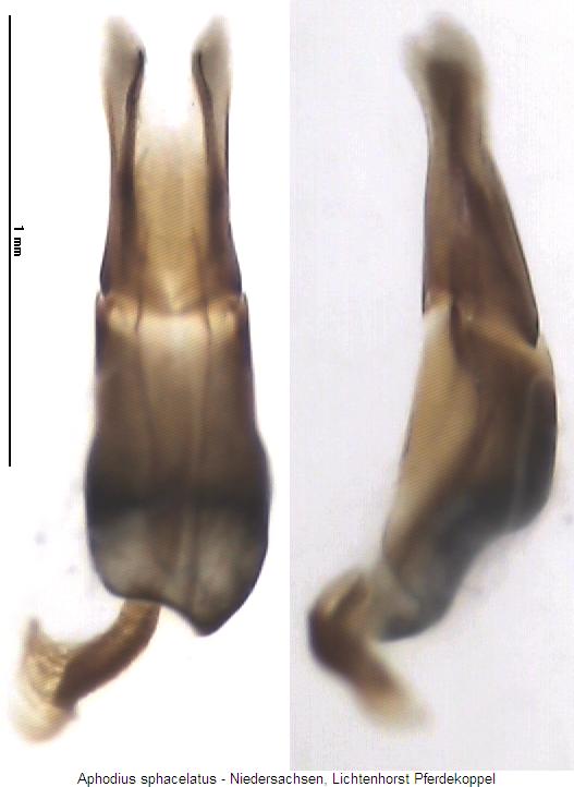 aphodius_sphacelatus.jpg