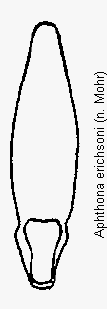aphthona_erichsoni.gif