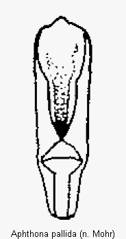 aphthona_pallida.gif