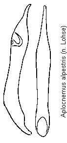 aplocnemus_alpestris.gif