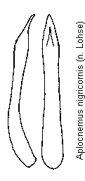 aplocnemus_nigricornis.gif