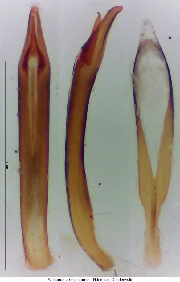 aplocnemus_nigricornis.jpg
