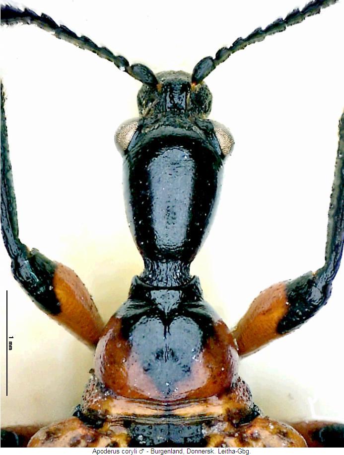 apoderus_coryli_m_vk.jpg