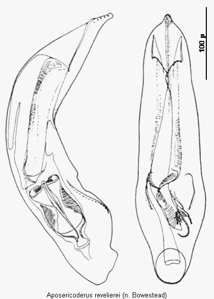aposericoderus_revelierei.gif