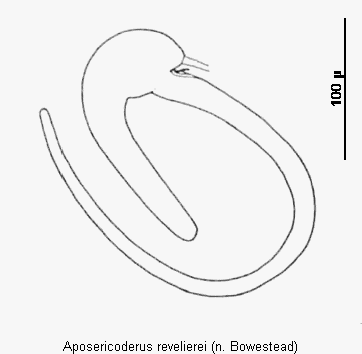 aposericoderus_revelierei_sperm.gif