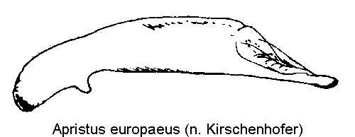apristus_europaeus.gif