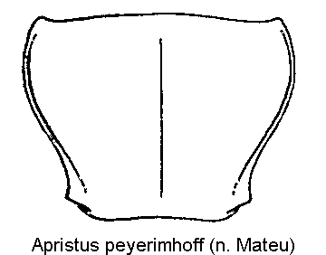 apristus_peyerimhoff_hsch.gif
