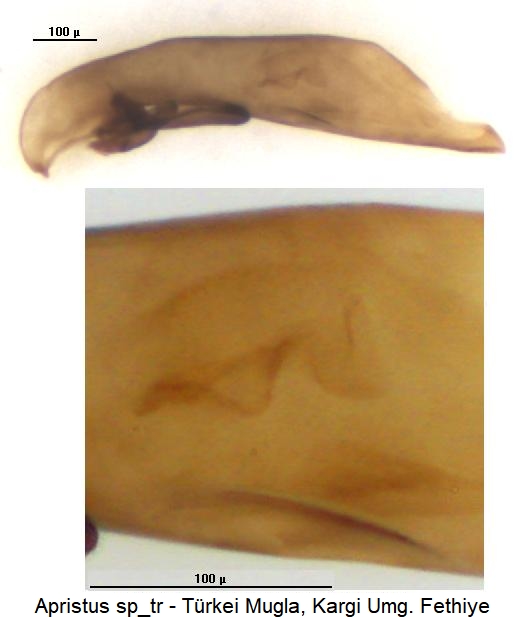 apristus_sp_tr.jpg