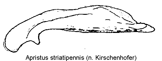 apristus_striatipennis.gif