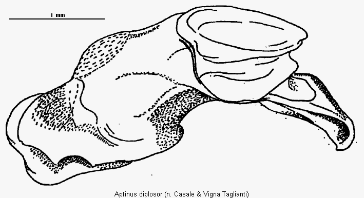 aptinus_diplosor.gif