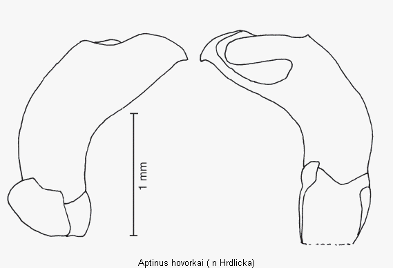 aptinus_hovorkai.gif