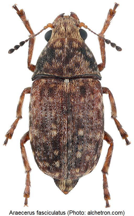 araecerus_fasciculatus_hab.jpg