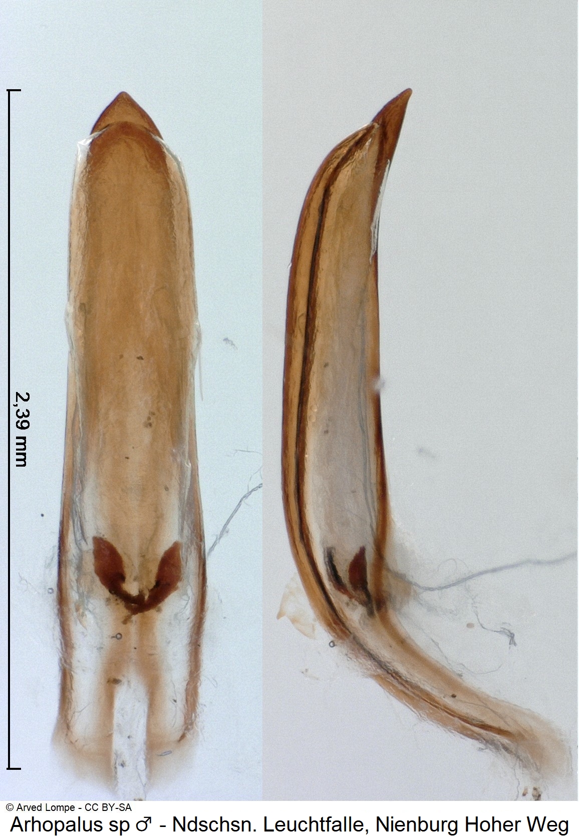 arhopalus_sp_m_ck36667409.jpg