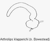 arthrolips_klapperichi_sperm.gif