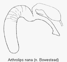 arthrolips_nana_sperm.gif