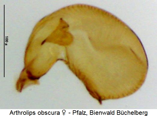 arthrolips_obscura_sperm.jpg