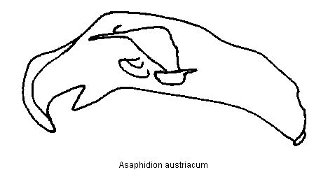 asaphidion_austriacum.gif