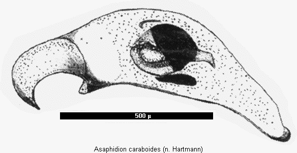 asaphidion_caraboides2.gif