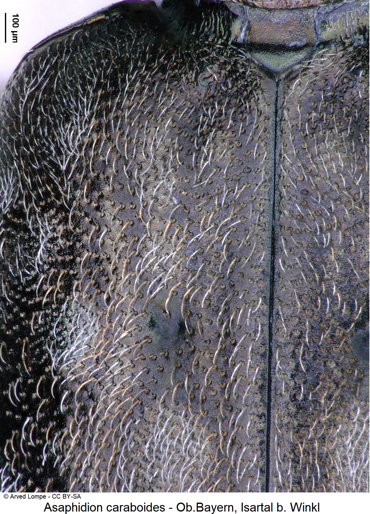asaphidion_caraboides_ck1027_fld.jpg