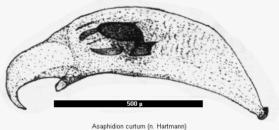 asaphidion_curtum2.gif