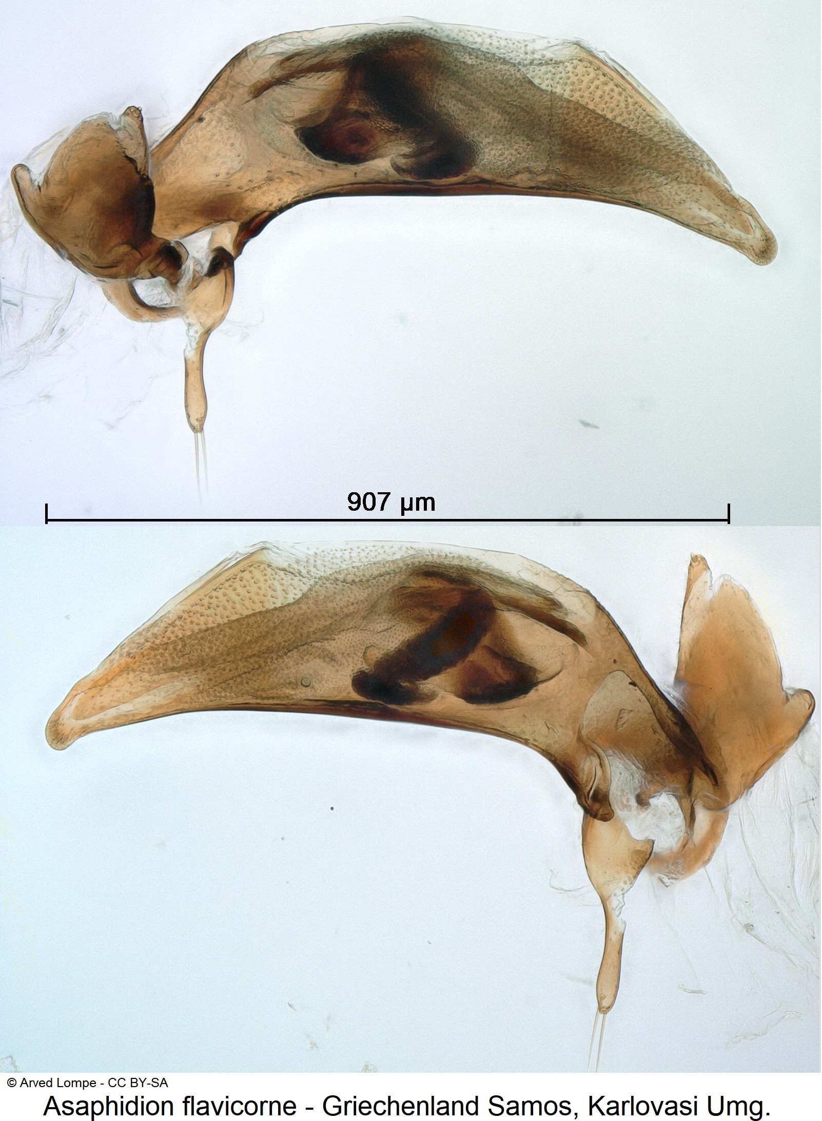asaphidion_flavicorne_ck30809624.jpg