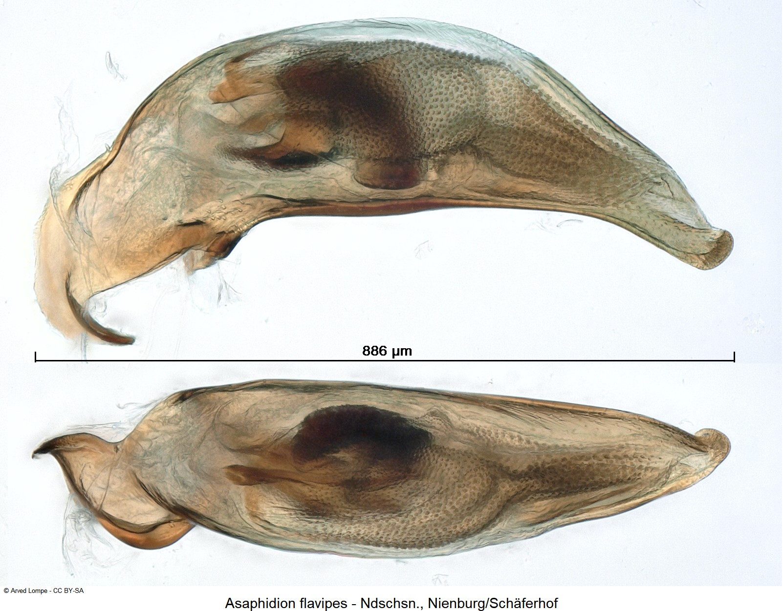 asaphidion_flavipes_ck18303.jpg