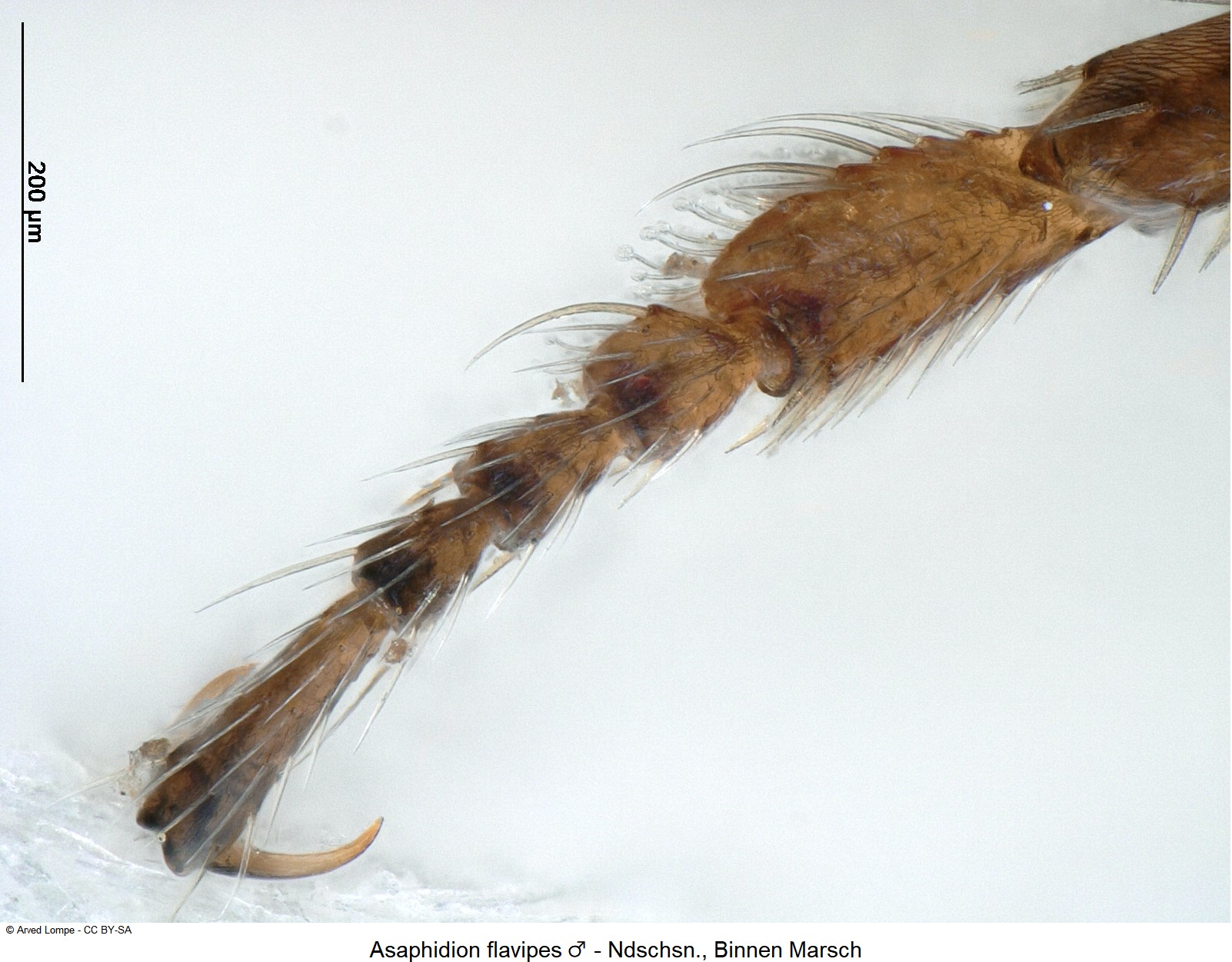 asaphidion_flavipes_m_ck1042_vtr.jpg