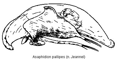 asaphidion_pallipes.gif