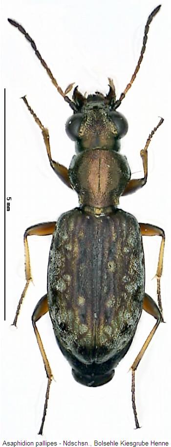 asaphidion_pallipes_hab.jpg