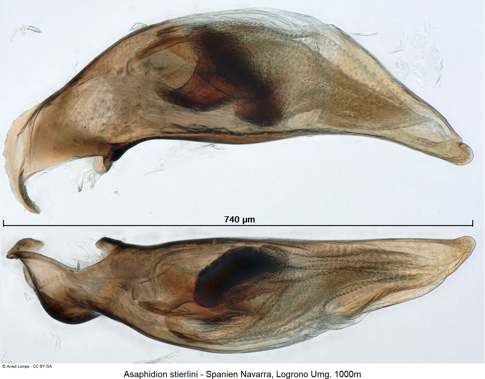 asaphidion_stierlini_ck19020.jpg