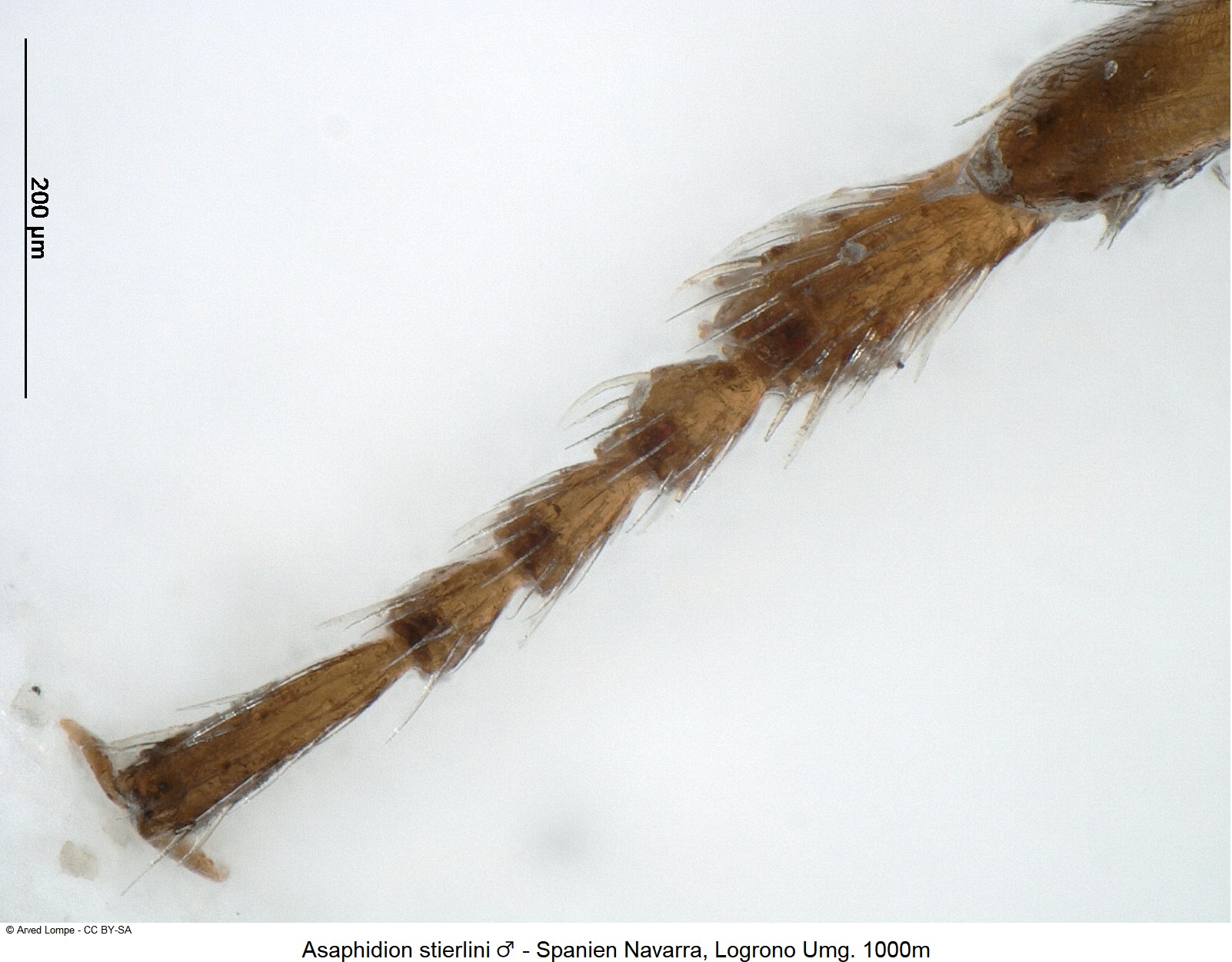 asaphidion_stierlini_m_ck19020_vtr.jpg